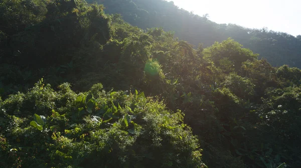 Vista Aérea Paisagem Florestal Tropical — Fotografia de Stock