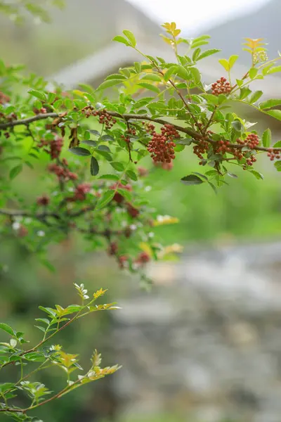 四川胡椒生长在树上 — 图库照片