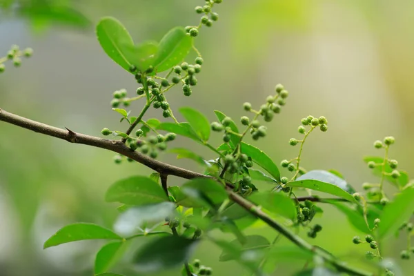 Sichuanpeppar Växer Träd — Stockfoto