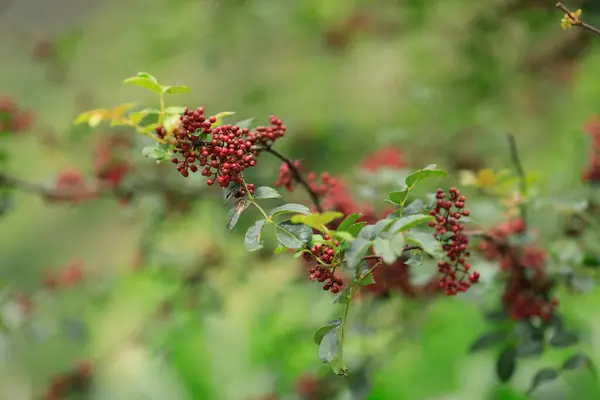 Sichuan Pepper Crece Árbol —  Fotos de Stock