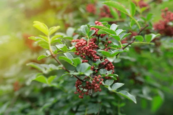 Sichuan Pepper Roste Stromě — Stock fotografie
