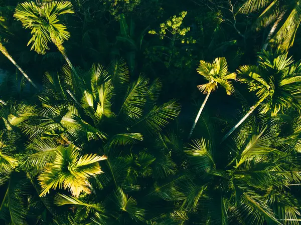 Areca Nussbäume Tropischen Wald — Stockfoto