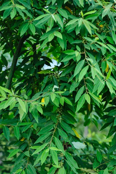 Litsea Cubeba Fruits Grow Tree —  Fotos de Stock