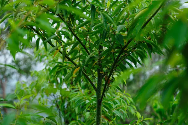Litsea Cubeba Fruits Grow Tree —  Fotos de Stock