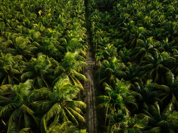 Letecký Pohled Farmu Kokosových Stromů — Stock fotografie