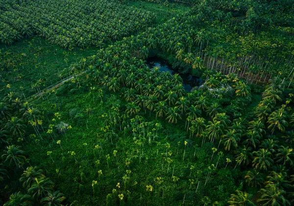 Вид Воздуха Ферму Кокосовых Пальм — стоковое фото