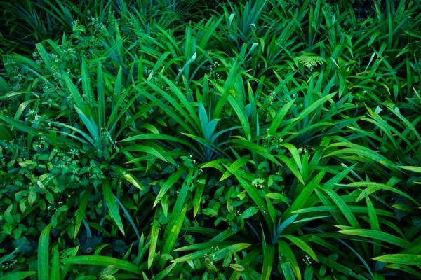 Pandan Leaf Grow Tropical Forest — Stock Photo, Image