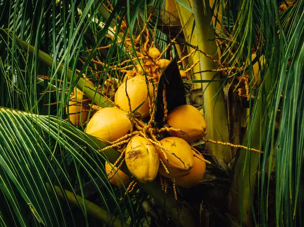 Kokosové Ovoce Roste Stromě — Stock fotografie