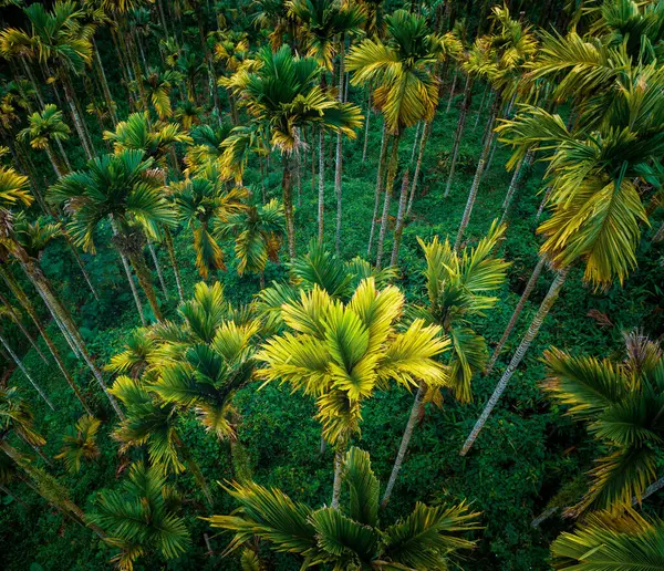 Tropikal Ormandaki Manzaranın Tepesi — Stok fotoğraf