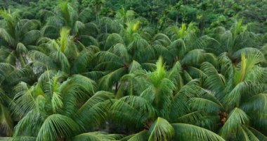 Bahçedeki palmiye yaprakları