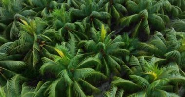 Bahçedeki palmiye yaprakları