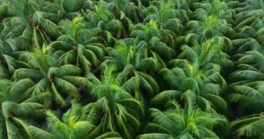 Bahçedeki palmiye yaprakları