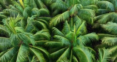 Bahçedeki palmiye yaprakları