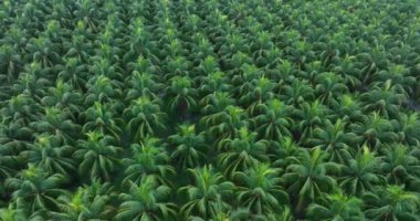 Bahçedeki palmiye yaprakları