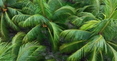 Bahçedeki palmiye yaprakları
