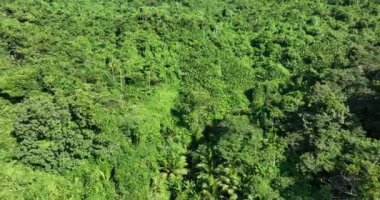 Dağ ormanındaki yeşil ağaçların havadan görünüşü