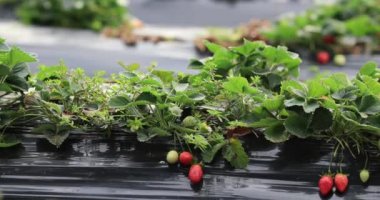 strawberries growing on mulching agro fibre in the garden.