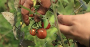 Bahçeden taze domates toplayan kadın.