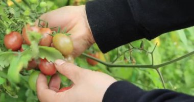 Bahçeden taze domates toplayan kadın.