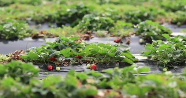 Morangos Crescendo Mulching Agro Fibra Jardim — Vídeo de Stock