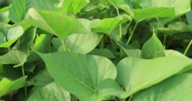 yeşil yapraklar, bitkiler ve yapraklar