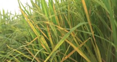 Büyüyen bitkilerle dolu şeker kamışı tarlası 