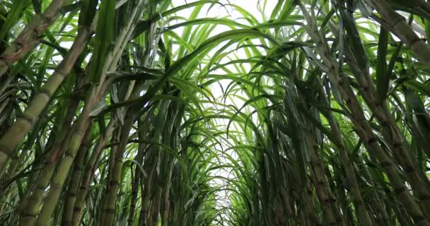 种植植物的甘蔗田 — 图库视频影像