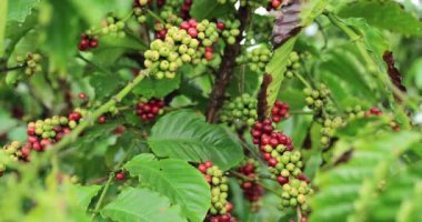 Kahve çiftliği, ağaçta taze kahve çekirdekleri.