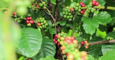 Kahve çiftliği, ağaçta taze kahve çekirdekleri.