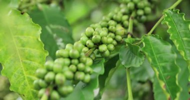 Kahve çiftliği, ağaçta taze kahve çekirdekleri.