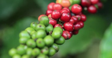 Kahve çiftliği, ağaçta taze kahve çekirdekleri.