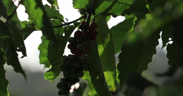 Φυτεία Καφέ Φρέσκοι Κόκκοι Καφέ Στο Δέντρο — Αρχείο Βίντεο