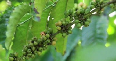 Kahve çiftliği, ağaçta taze kahve çekirdekleri.