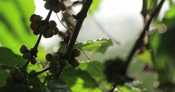 Kaffeeplantage Frische Kaffeebohnen Baum — Stockvideo