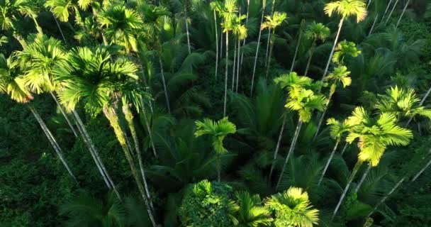 Bela Floresta Tropical Com Árvores Verdes Plantas — Vídeo de Stock
