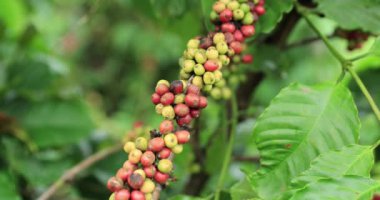 Kahve çiftliği, taze kahve çekirdekleri ağaçta yetişiyor.