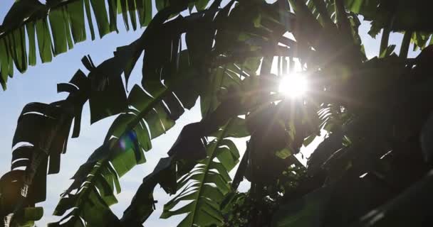 Hojas Palmera Con Luz Solar Fondo Natural — Vídeos de Stock