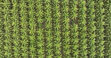 Bahçedeki palmiye yapraklarının manzarası