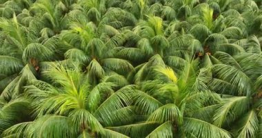 Bahçedeki palmiye yapraklarının manzarası