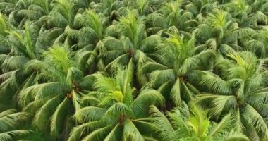 Bahçedeki palmiye yapraklarının manzarası