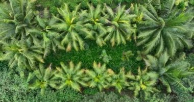 Bahçedeki palmiye yapraklarının manzarası