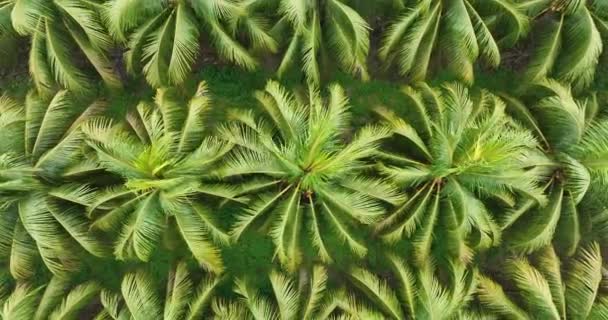Vista Das Folhas Palmeira Jardim — Vídeo de Stock