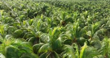 Bahçedeki palmiye yapraklarının manzarası