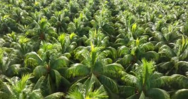 Bahçedeki palmiye yapraklarının manzarası