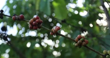 Kahve çiftliği, taze kahve çekirdekleri ağaçta yetişiyor.