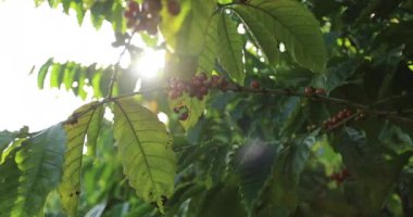 Kahve çiftliği, taze kahve çekirdekleri ağaçta yetişiyor.