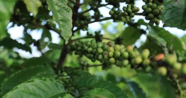 Kahve çiftliği, taze kahve çekirdekleri ağaçta yetişiyor.