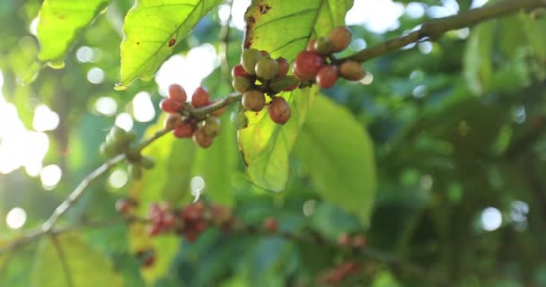 Kaffeplantage Färska Kaffebönor Som Växer Trädet — Stockvideo