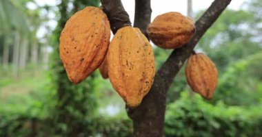 Bahçedeki ağaçtaki kakao çekirdekleri