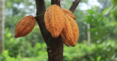 Bahçedeki ağaçtaki kakao çekirdekleri